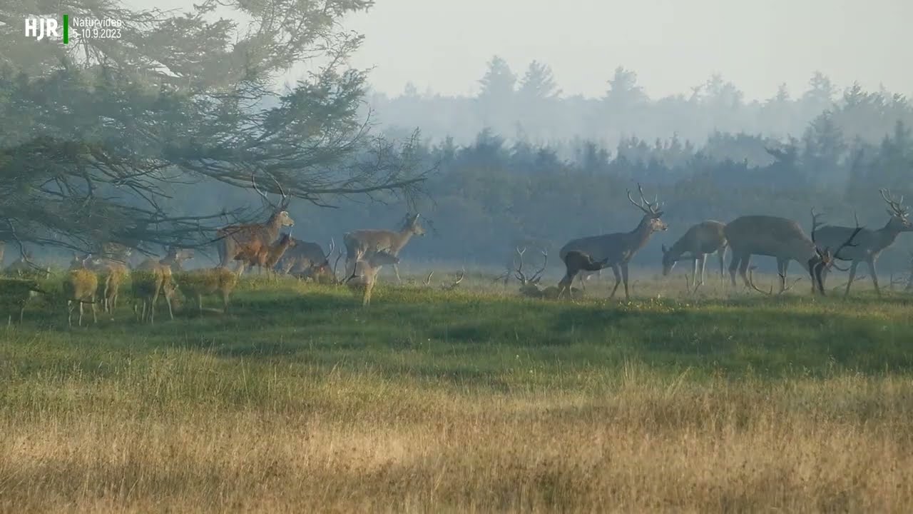 Kronhjort  - Red Deer  Rotwild - wildlife  Vejers  Vestjylland