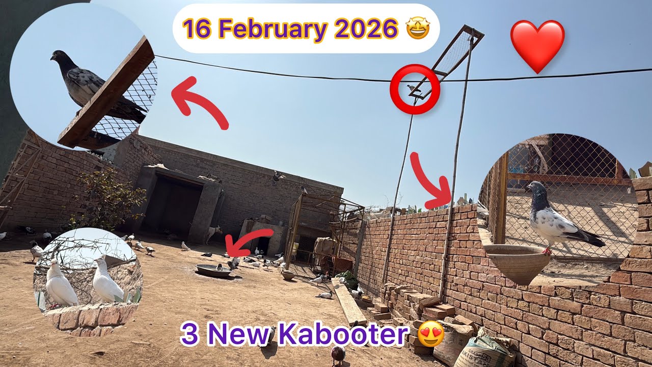 16 February 2026 Aaj Saare Kabooter Ko Nehlai Di | KHAKHI PIGEONS