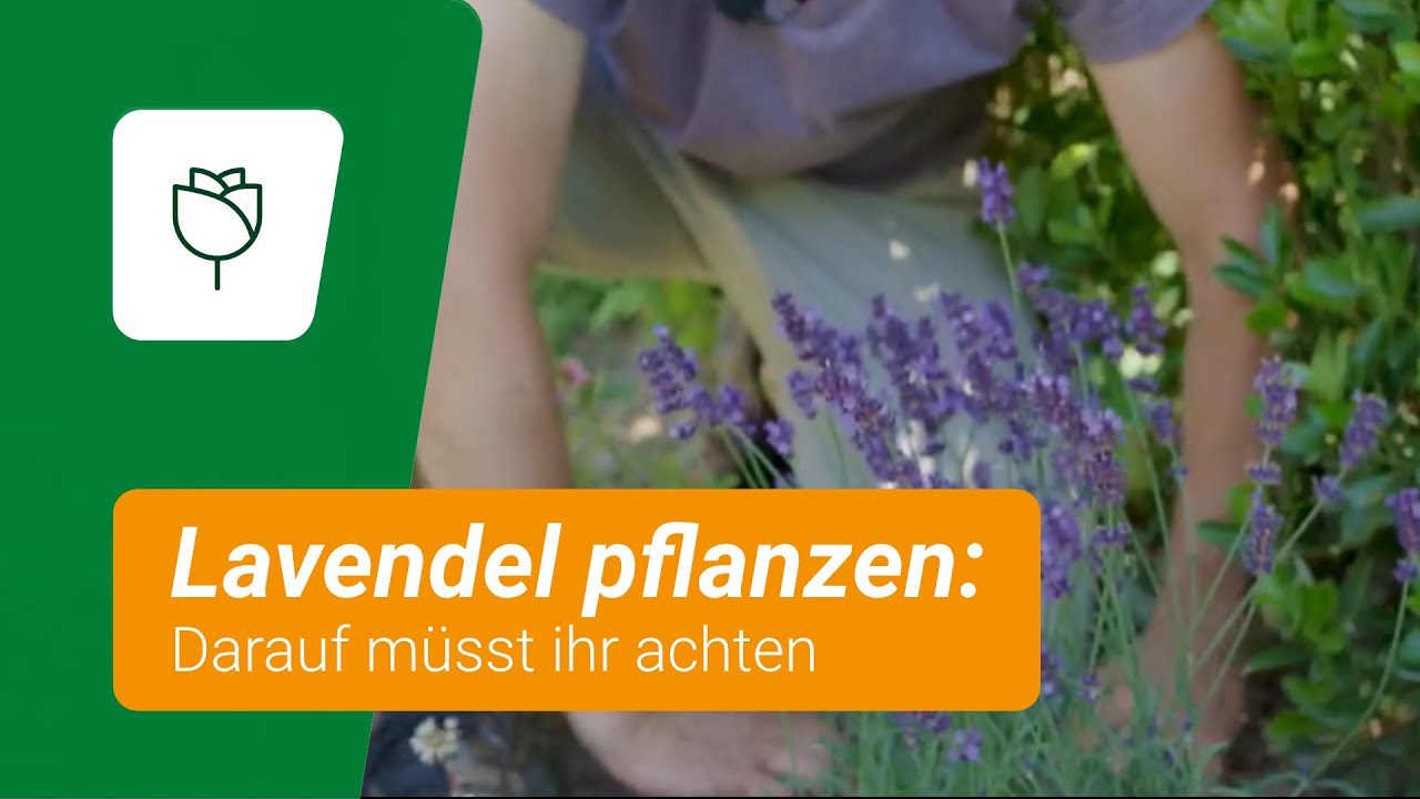 Lavendel pflanzen: Darauf müsst ihr achten