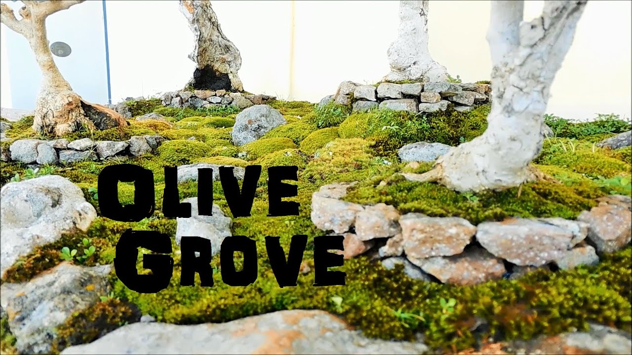 Process of Making a Mountain Olive Grove bonsai Landscape on a Natural Rock Pot | Olive Tree Bonsai