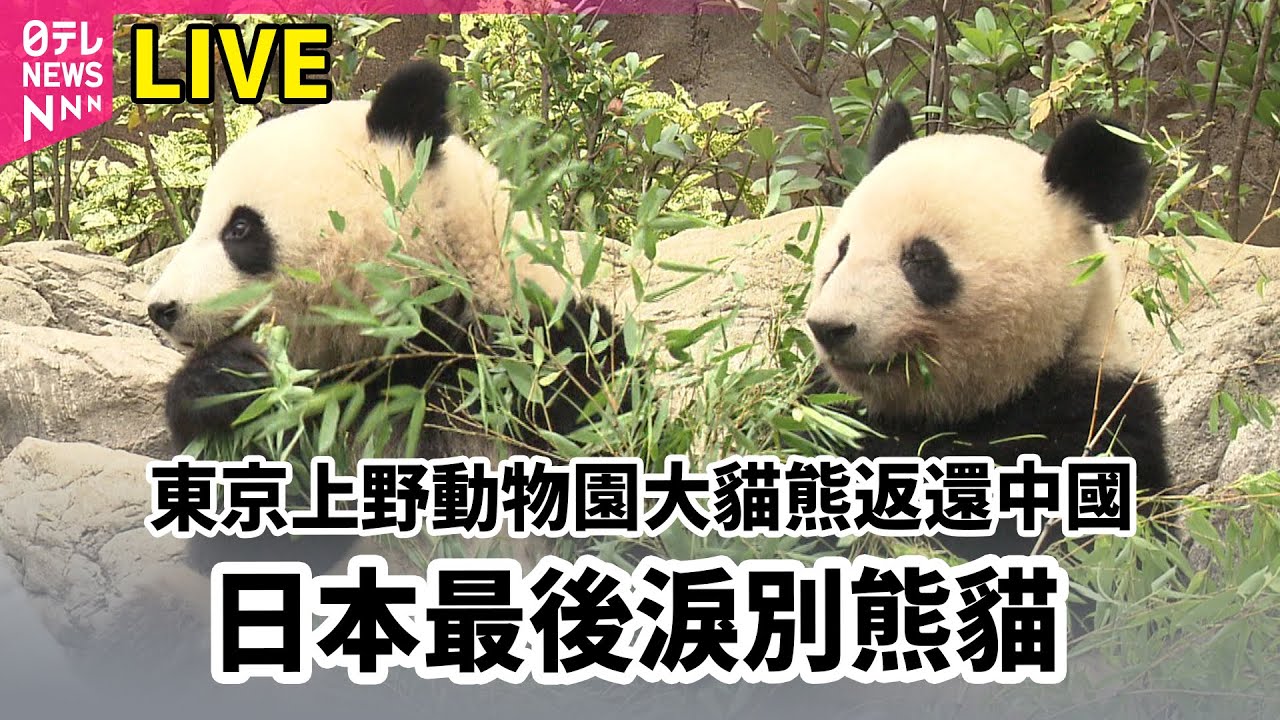 【現場直播】日本最後淚別熊貓　上野動物園園長發表感言