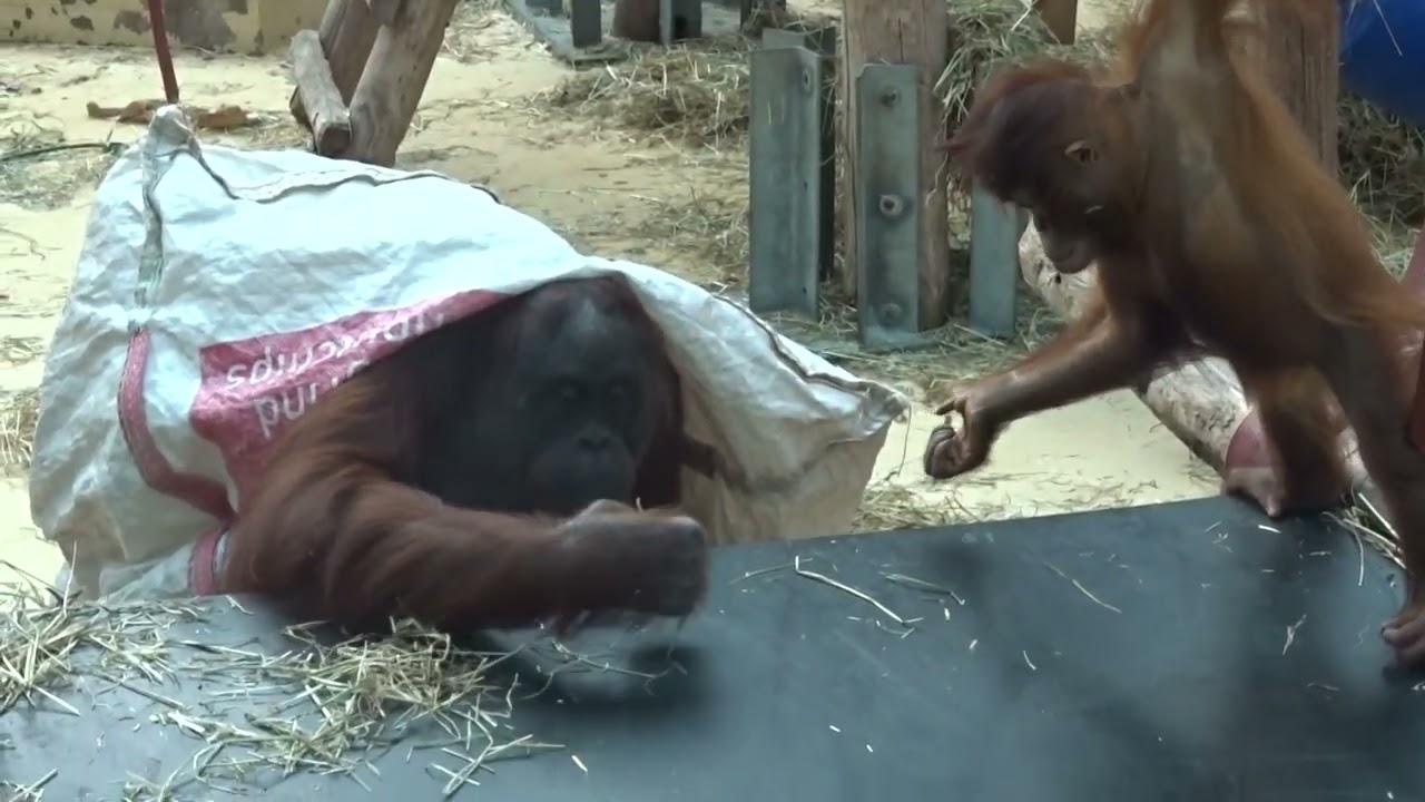 Orang-oetan meisje Minggu speelt met papa en vind iets speciaals! *Orangutan girl Minggu plays*.