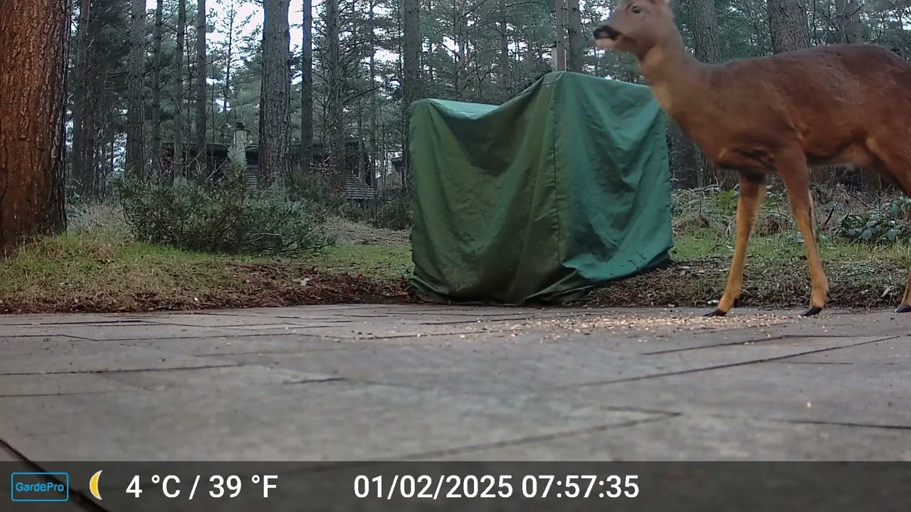 Trailcam Clips of Wildlife at Center Parcs Whinfell Forest