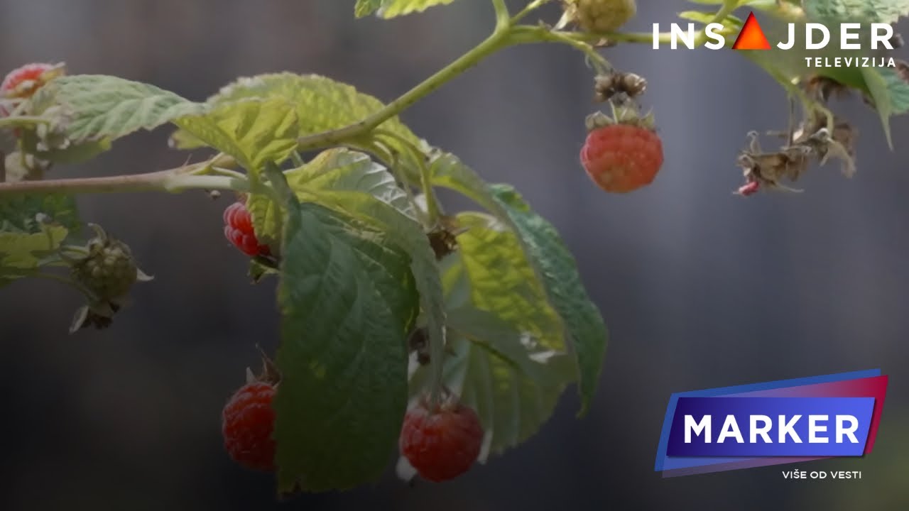 Kraj vladavine srpskog crvenog zlata: Malinari na ivici opstanka, proizvodnja drastično pala