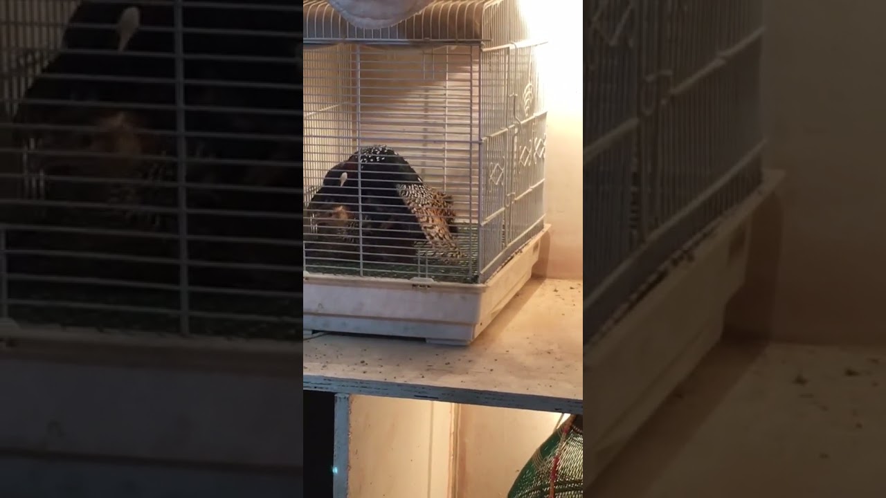 Kala Teetar breeding process | | Black Francolin Teetar Voice | Teetar Ki Awaz Subhan Teri Qudrat