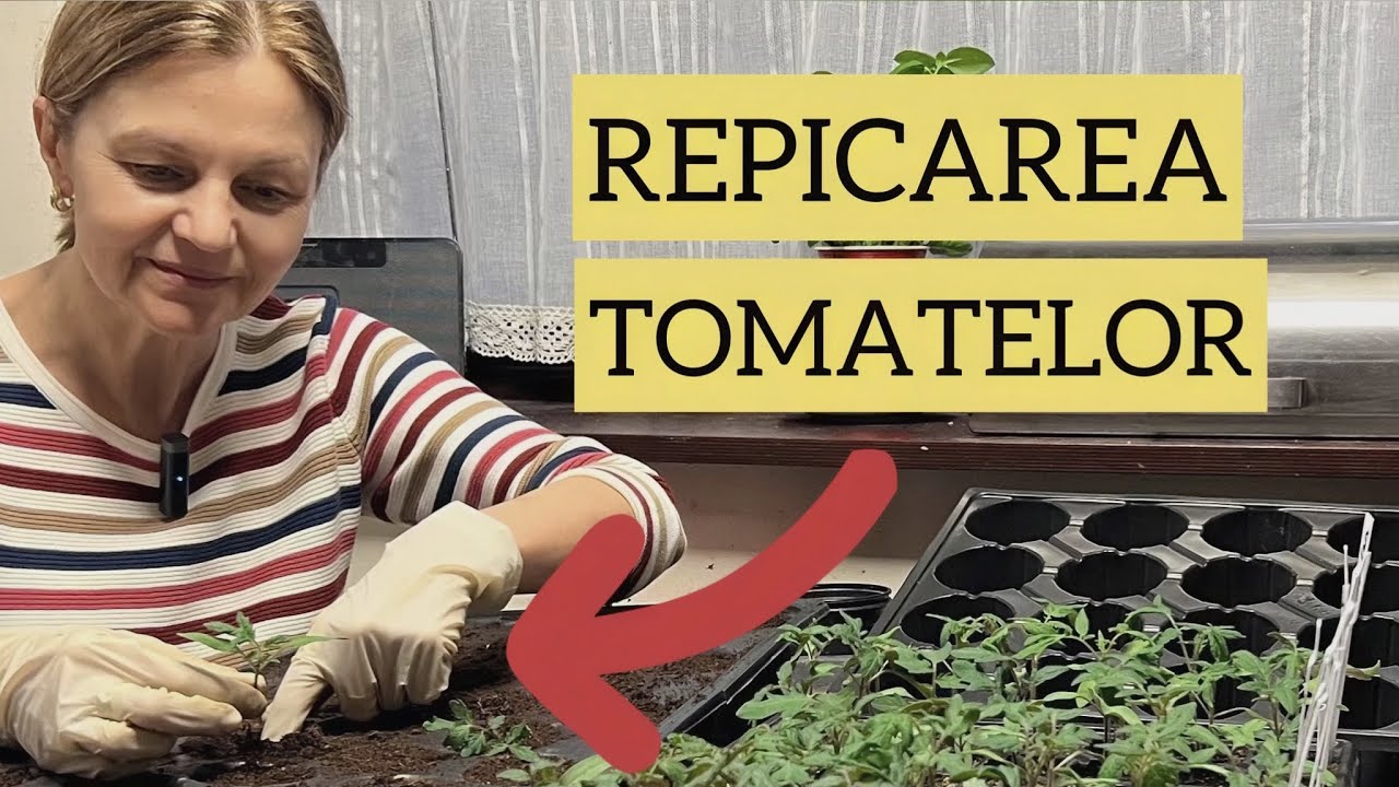 Repicarea tomatelor. De ce, cand si cum facem?