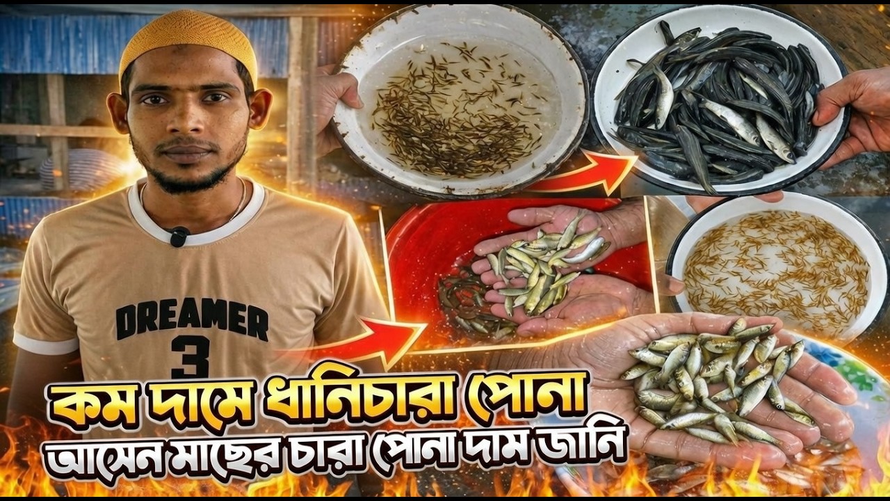 মাছের পোনার দাম কত সকল ধানি/রেনু/চারাপোনার পাইকারি দাম কত? আসুন যেনে নিই