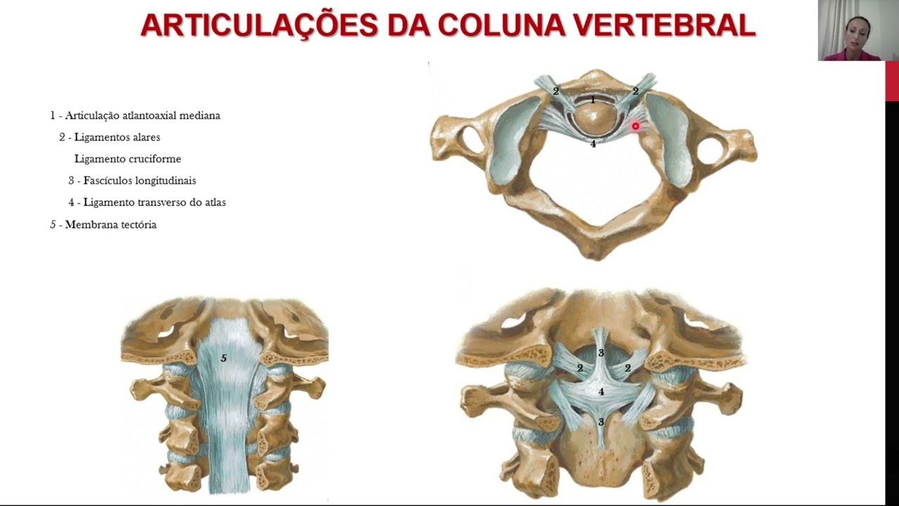Dorso - Articulações - junturas fibrosas, cartilaginosas e sinoviais