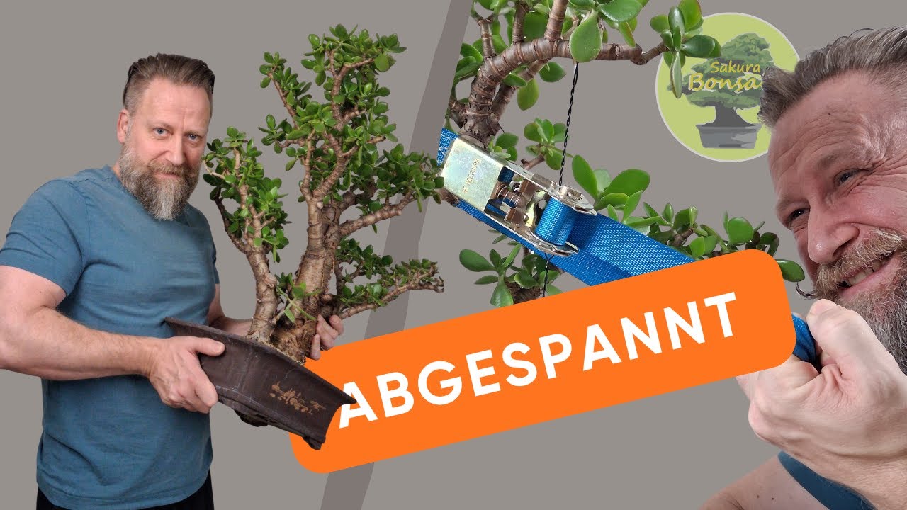 Crassula Ovata, Geldbaum als Bonsai - abspannen, umtopfen und schneiden
