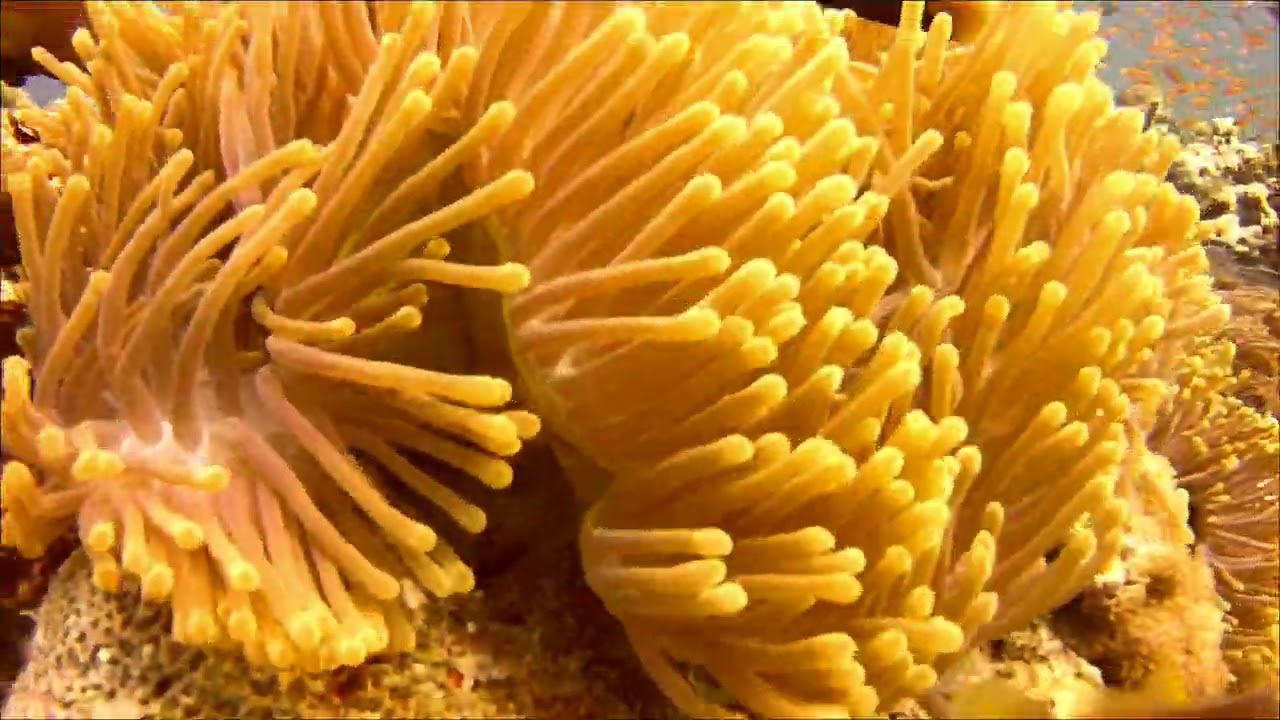 CLOWNFISH ANEMONE SIMBIOSIS