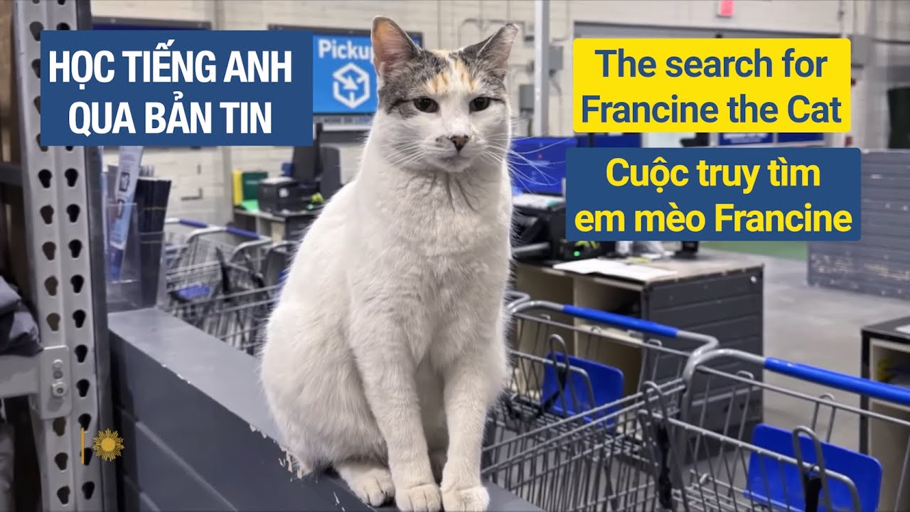 Học tiếng Anh qua bản tin (Level B1+): The search for Francine the Cat