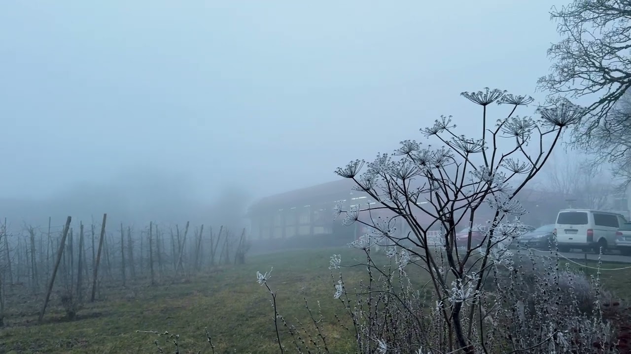 Der Nebel brachte Raureif… und die Welt verlor ihre Farben! 😱❄️