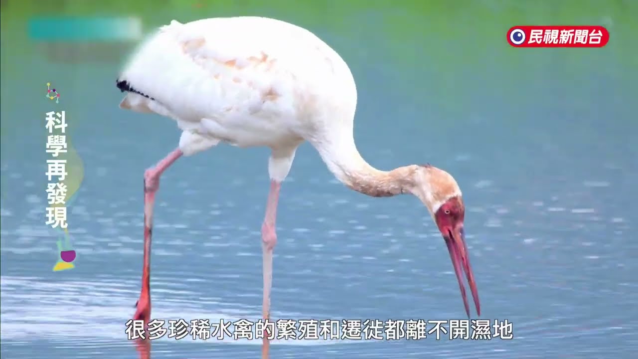 科學再發現—濕地生態豐富  教育成為保育關鍵－民視新聞