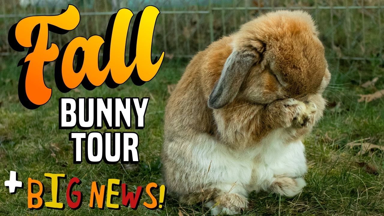 2021 Fall Bunny Tour + BIG News! 😲