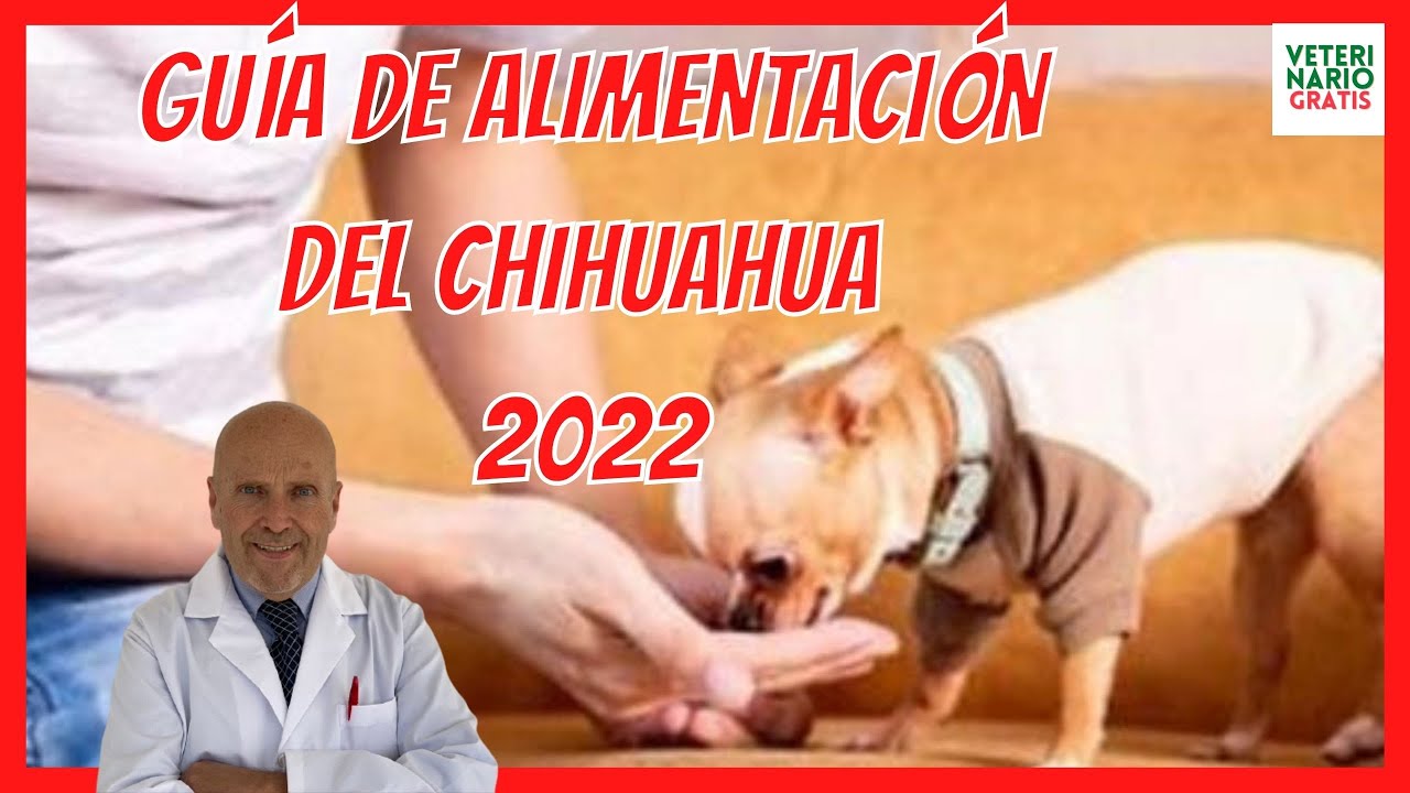 ALIMENTACIÓN DEL CHIHUAHUA 💝 CUAL ES EL MEJOR ALIMENTO PARA UN CHIHUAHUA