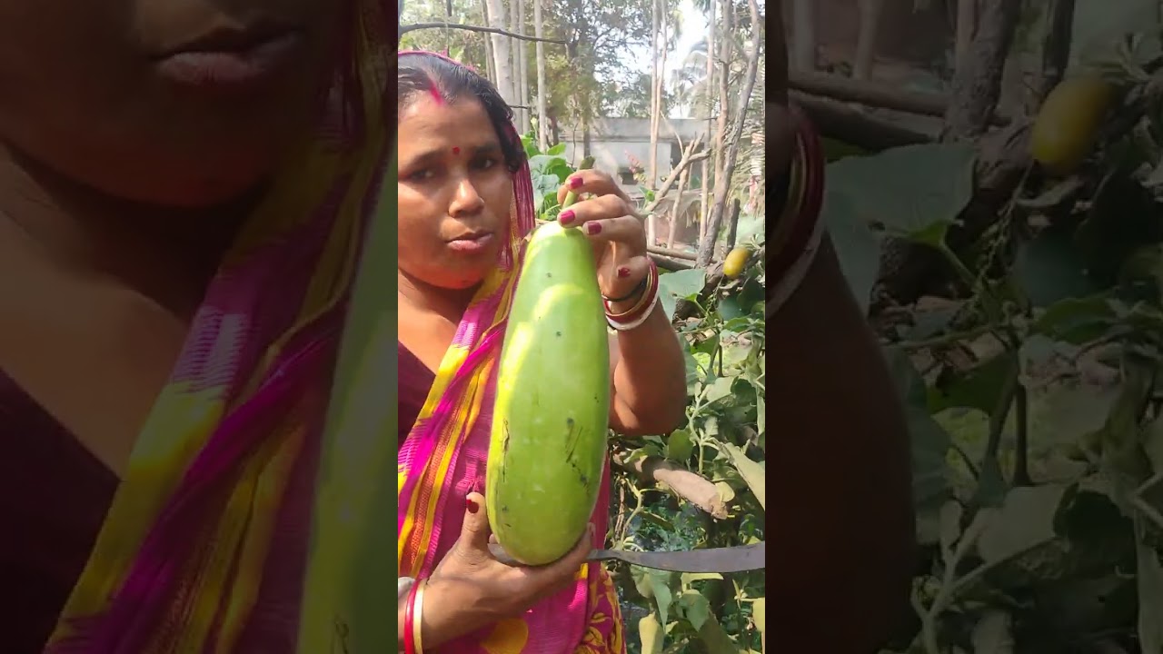 নিজের লাগানো গাছে লাউ পারলাম আজকে।।