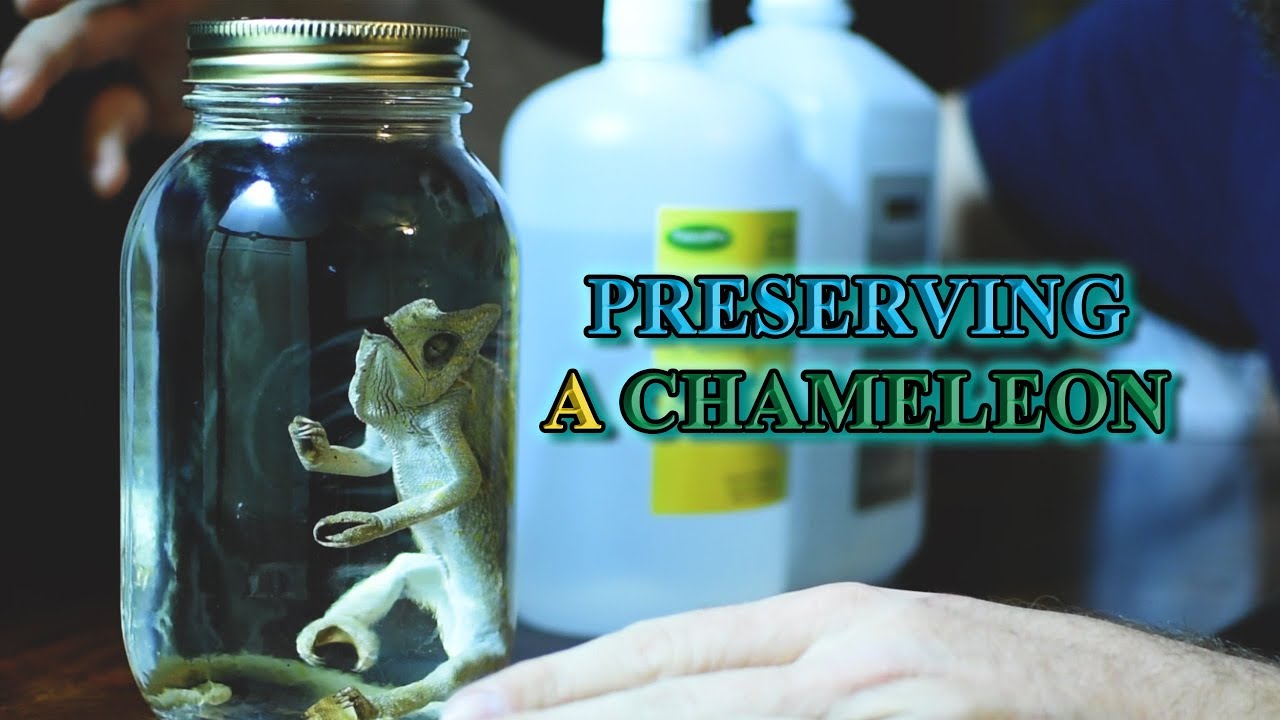 PRESERVING A CHAMELEON: How I do a Wet Specimen
