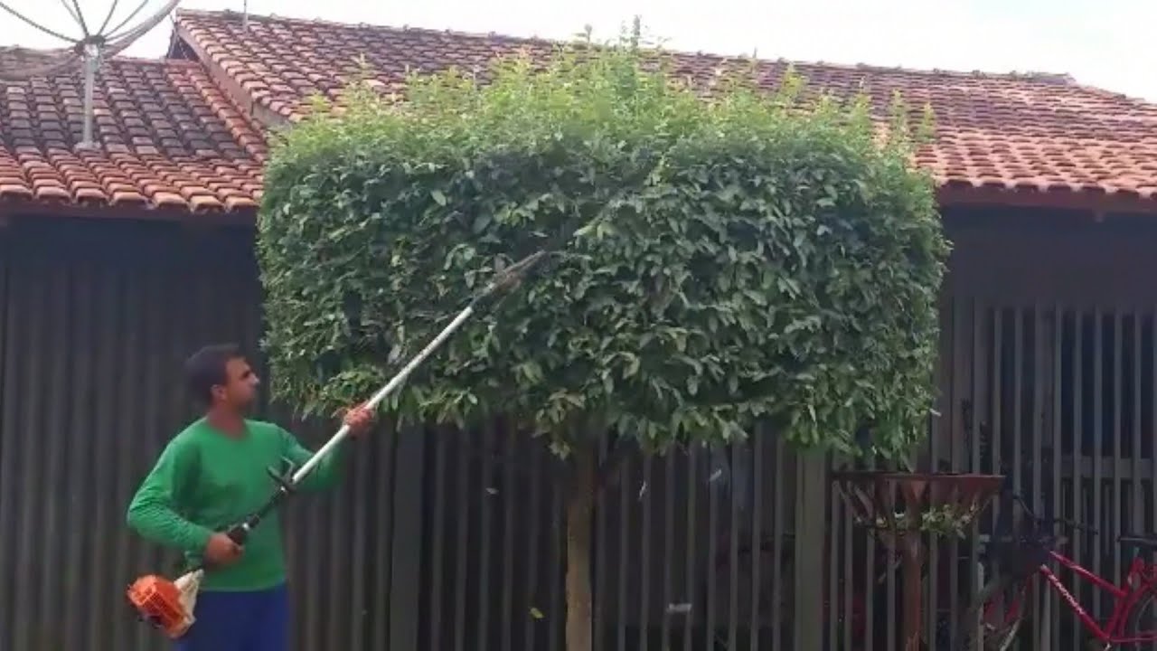 Poda ornamental topiaria de oiti. aparador Stihl ka85r. trimmer bush.