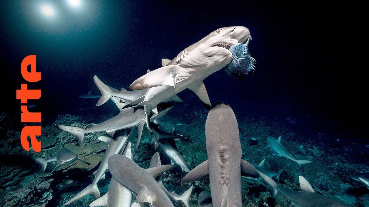 700 Haie (Folge 2) – Unter Beutejägern | 360° Video | ARTE