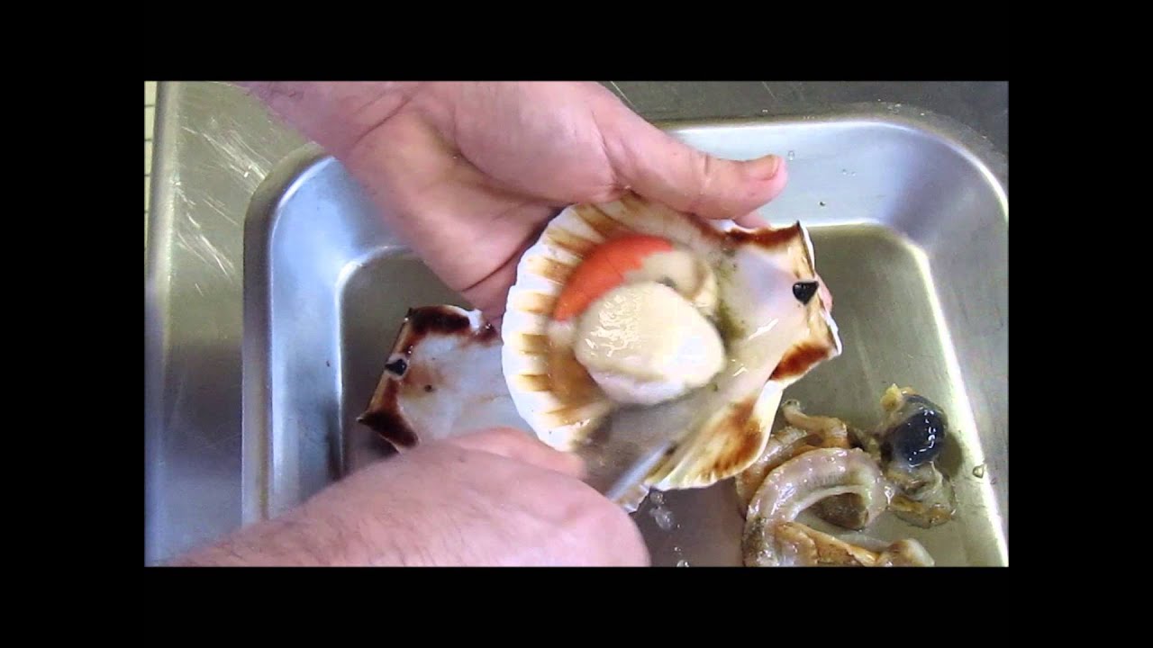 Décoquiller une noix de Saint-Jacques