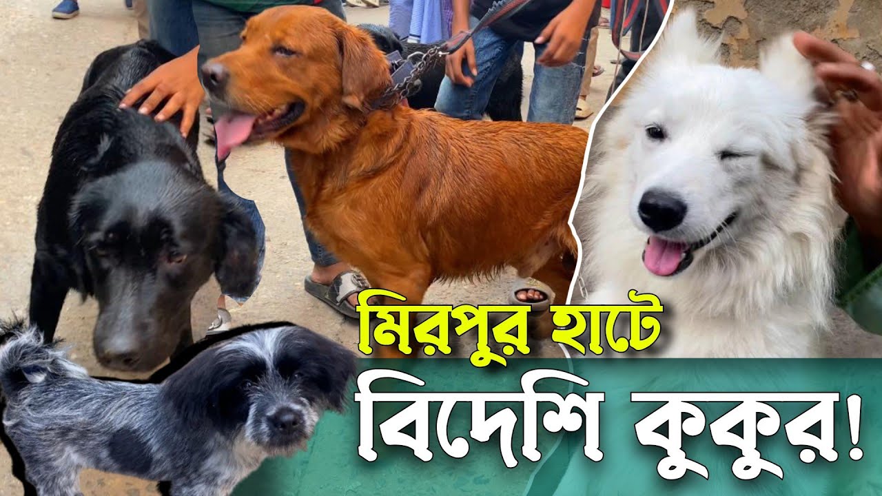 মিরপুর হাটে বিদেশি কুকুর! বিদেশে কুকুরের বর্তমান দাম ২০২৫। @S-Club Vlog's