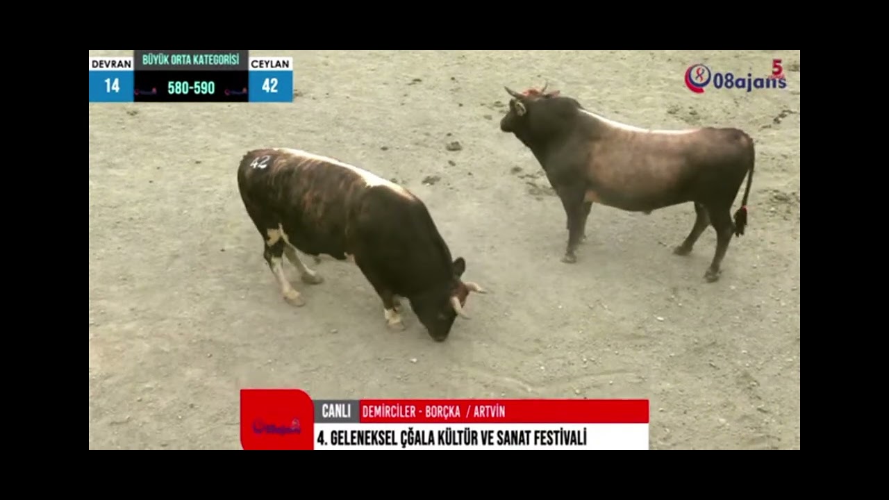 2025 chala  büyük orta kategorisi         ceylan.       Vs.   Devran.   1. Tur 2 güreşi