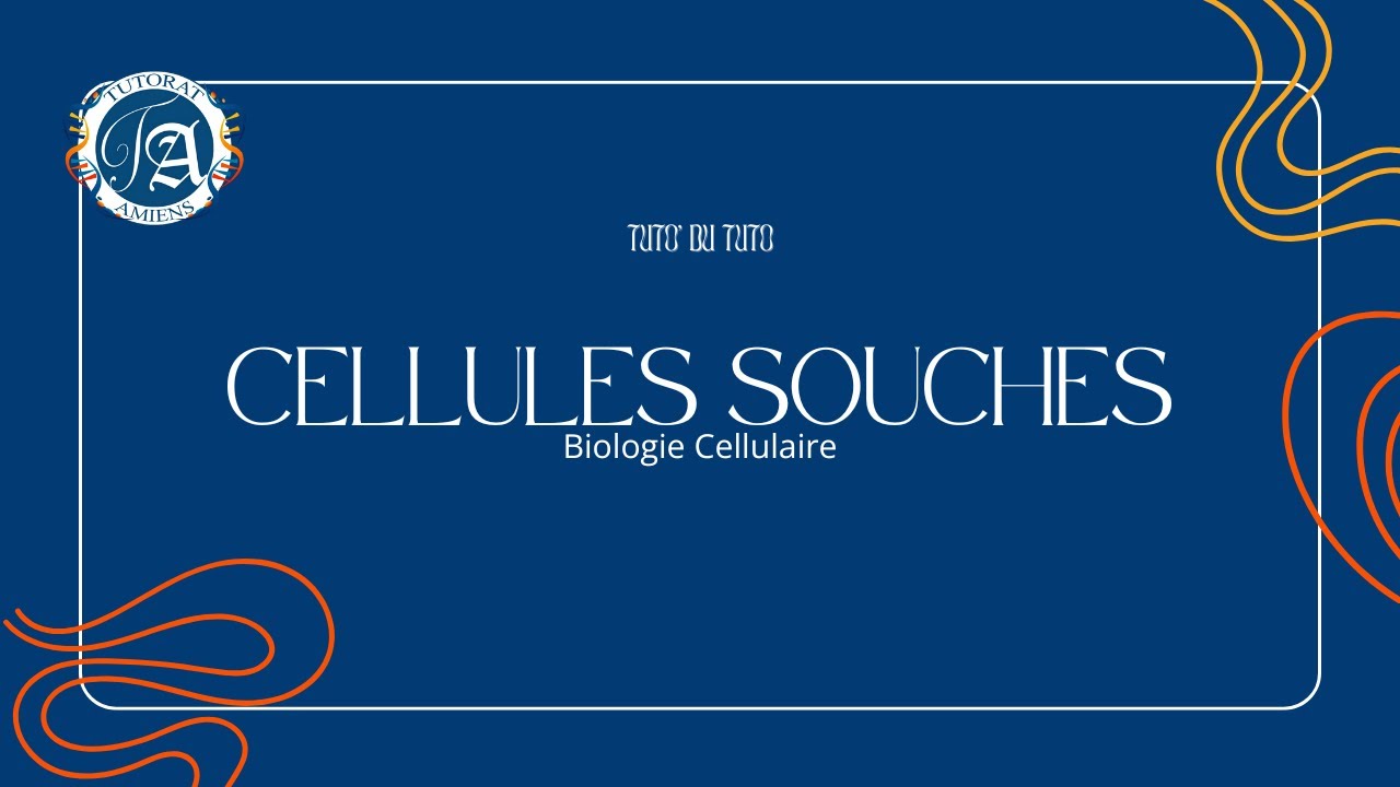 CELLULES SOUCHES - TUTO' DU TUTO