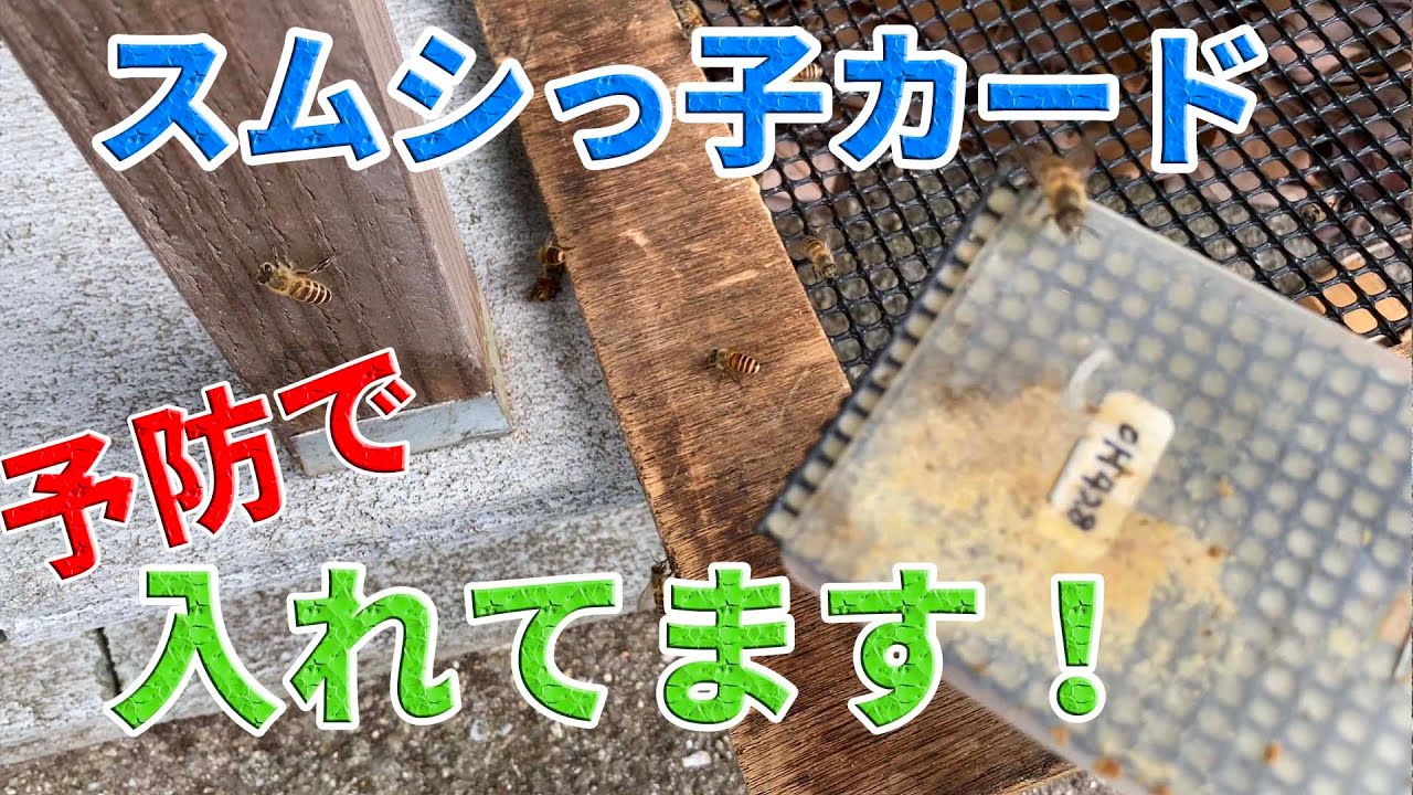 【 ニホンミツバチ 】スムシっ子カード を入れていたので確認してみました 。