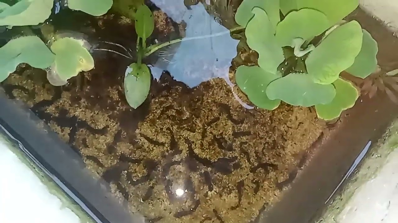 ให้อาหารลูกปลากัดตอนเย็นๆๆ