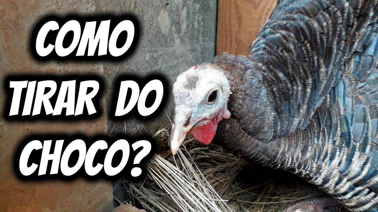 Dica de como fazer a perua largar o choco! Qual a técnica para deixar o ninho e voltar a botar?