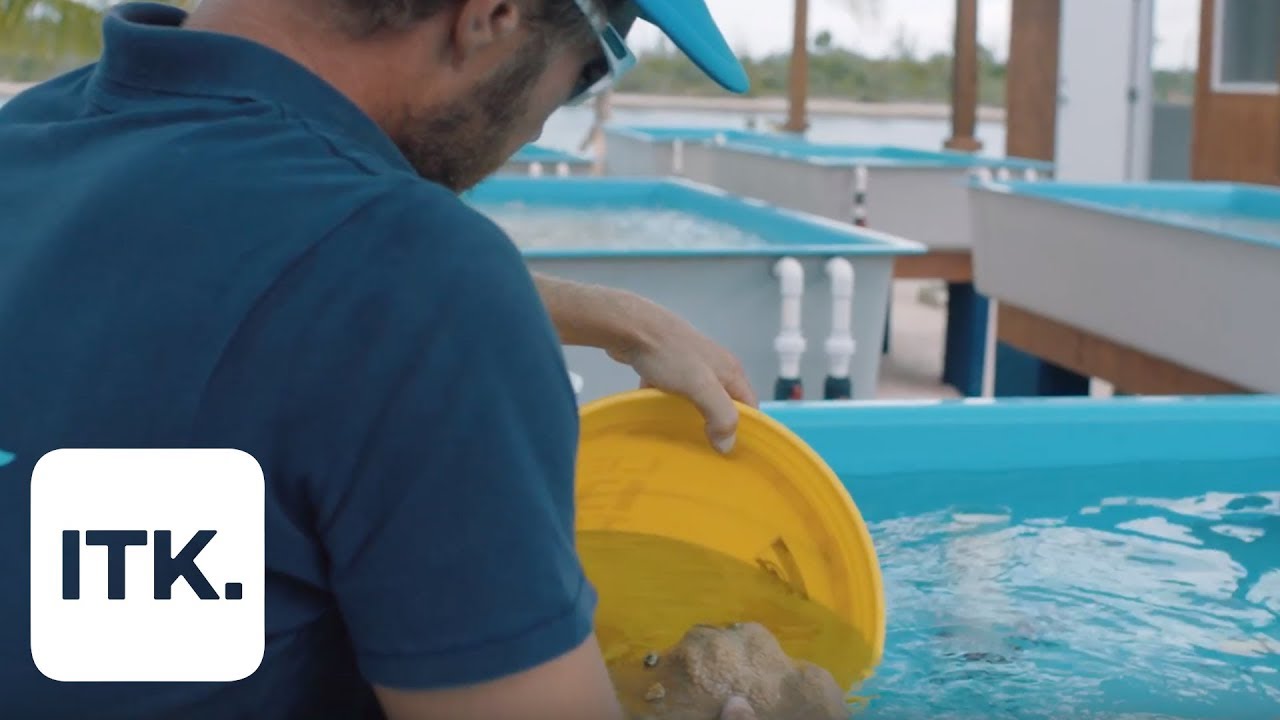 These two futurists are trying to save our coral reefs