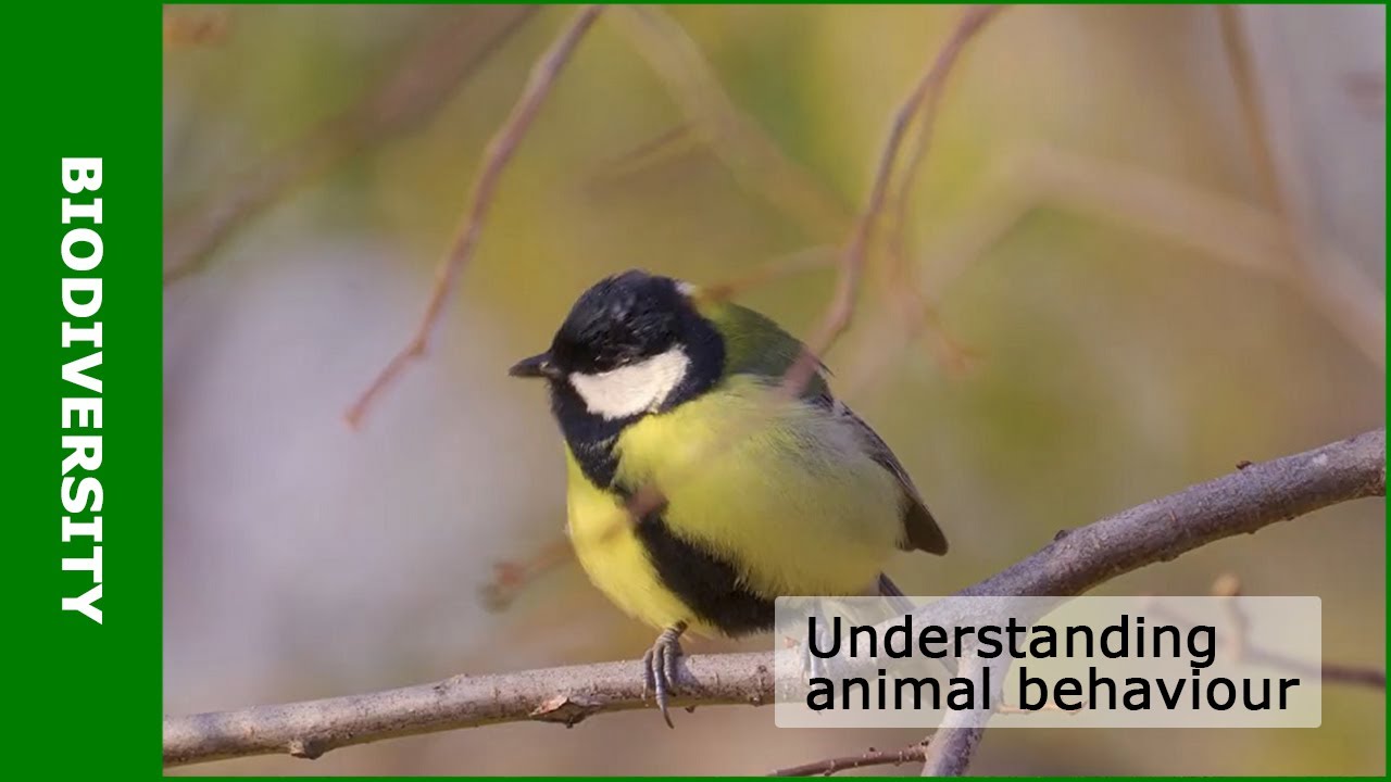 Understanding animal behaviour