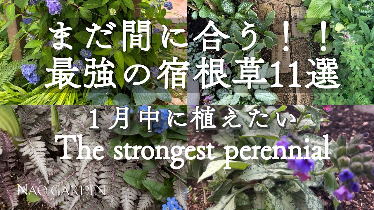 冬のガーデニング】まだ間に合う！！最強の宿根草11選｜１月中に植えたい🌱私の庭１２月の枯れ姿｜The strongest perennial