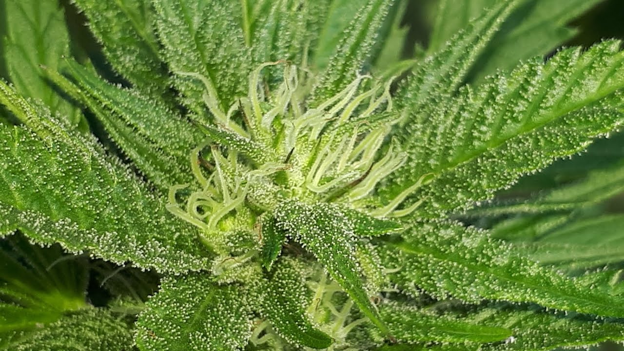 OUTDOOR GROW 2025 UPDATE !!! 