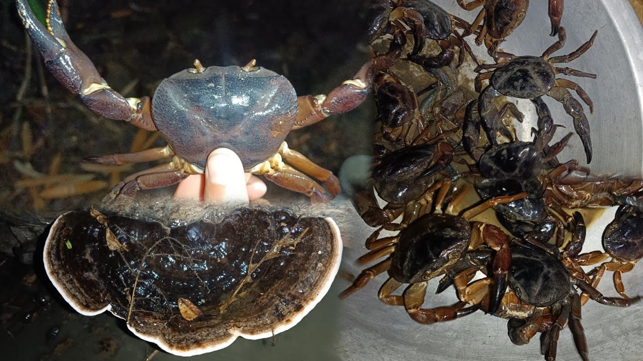 Tonight We Are Going To Forest Mountain River|| Catching The Big Black Crab