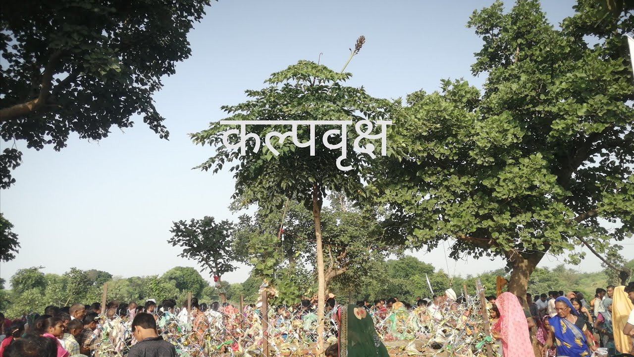 कल्पवृक्ष की कथा और कल्पव्रक्ष कहा पर हैl #kalpvraksh