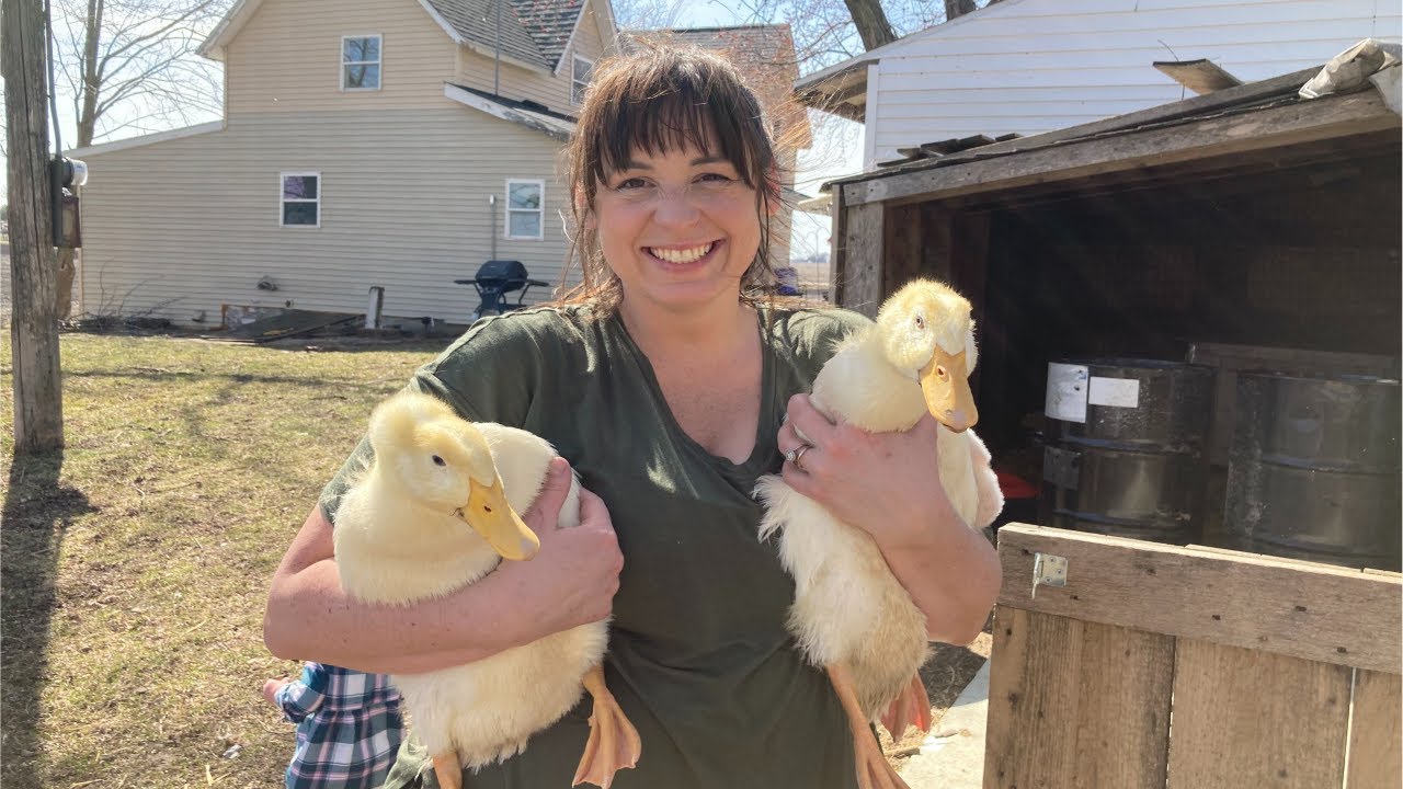 How to build a duck house + Introducing chicks and ducks to our hens ♥