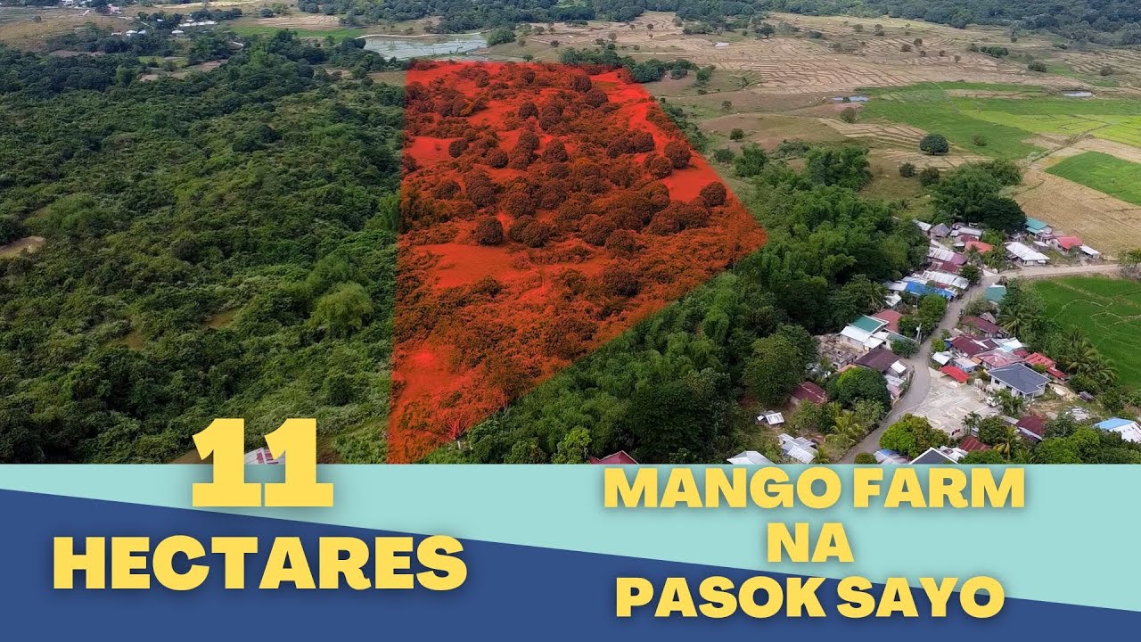 (Vlog#98) 11Has Mango Farm Price: 8.5M @Umingan, Pangasinan With Aerial View