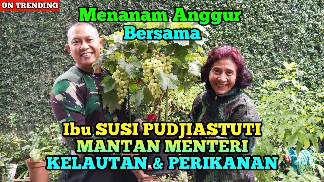BOS ANGGUR KAIJ bersama Ibu SUSI PUDJIASTUTI Menanam ANGGUR IMPORT