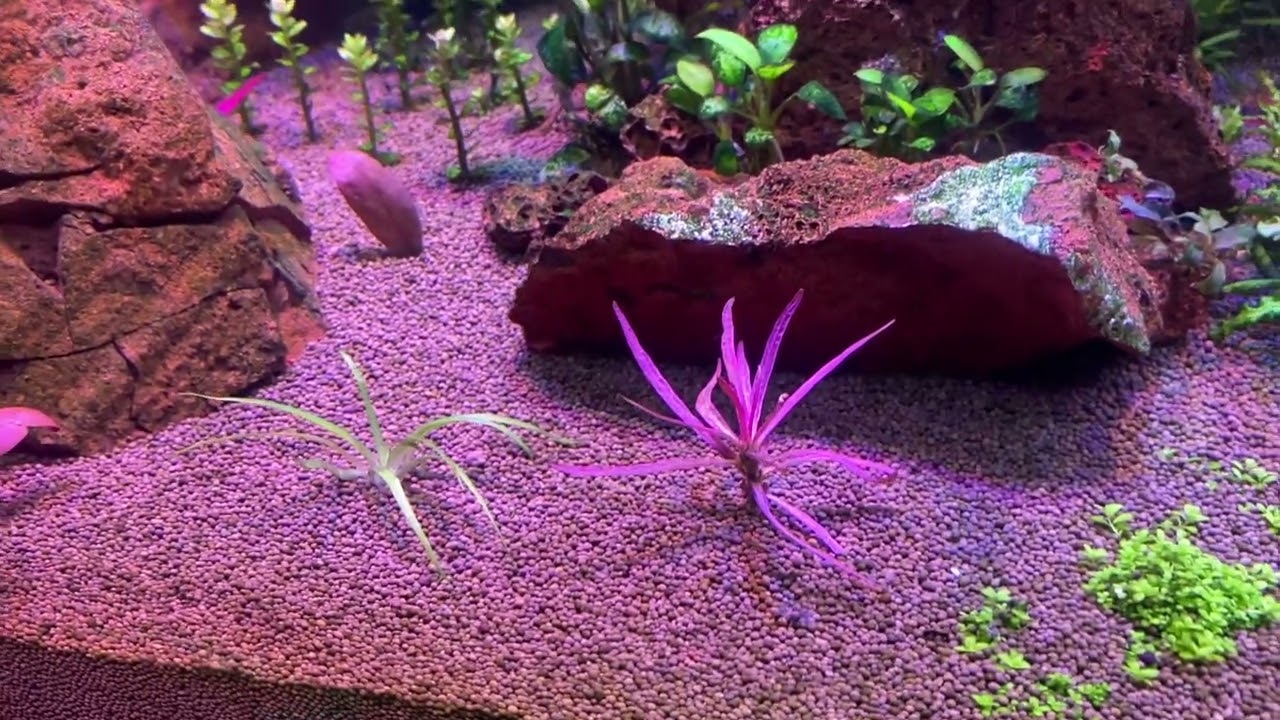 Аквариум ивагуми, приехали новые редкие растения, эриокаулон амани ошима, обзор аквауримных растений