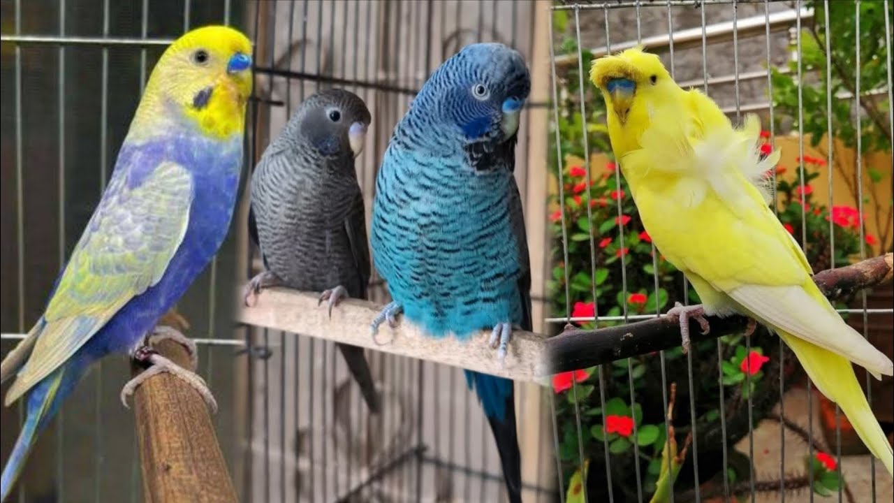 Budgies Breeding Season. How To Budgies Breed. Budgies Se Achi Breed Kaise len. #views #viralvideo 