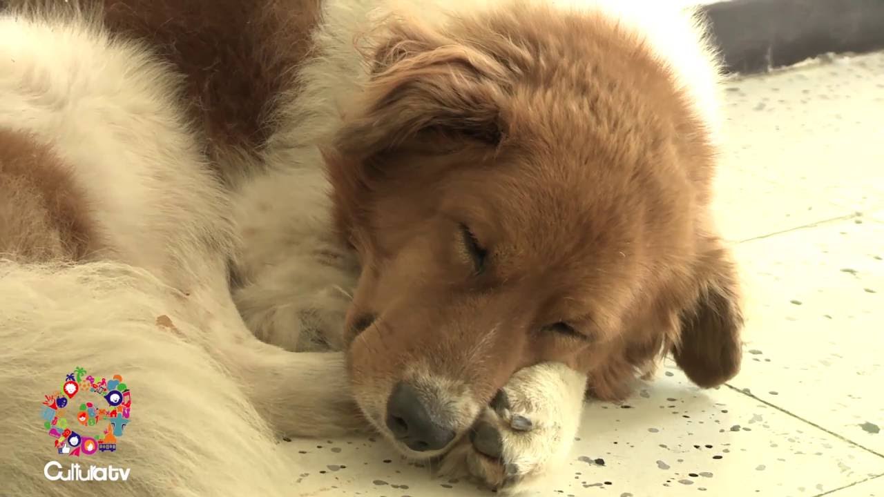Cultura TV: Protección animal.