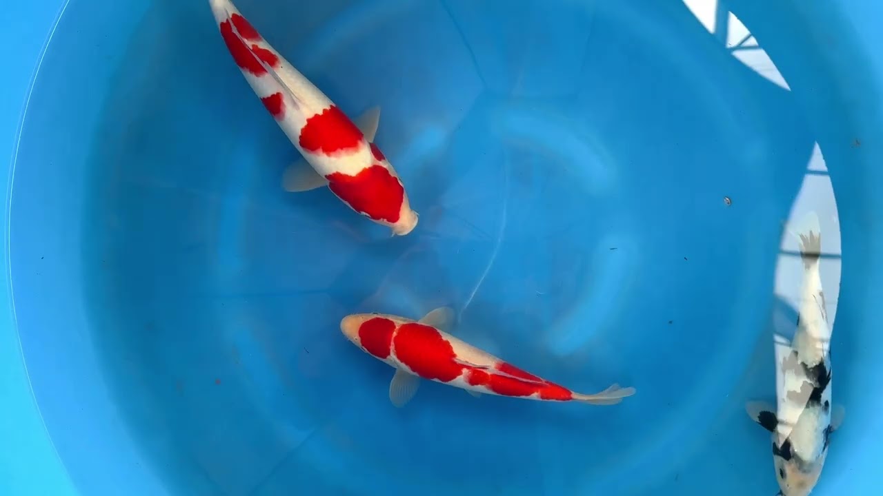 Superb Ogata Kohaku & Shiro 