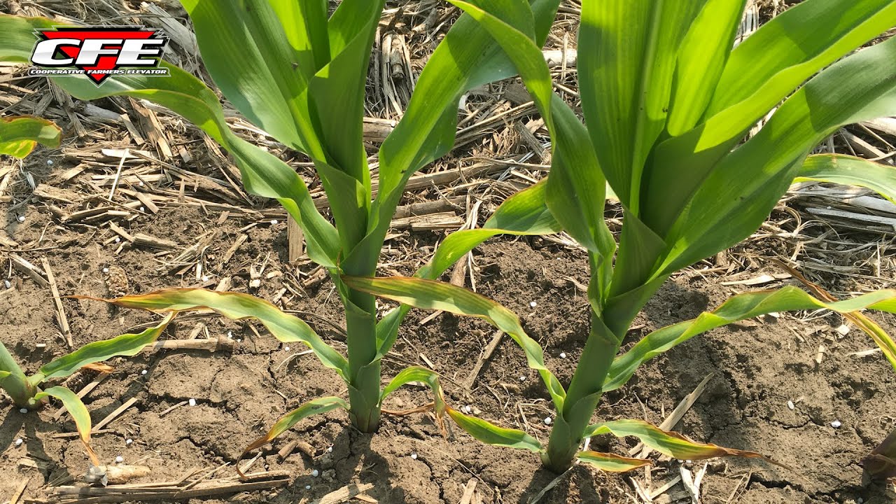 Yellow Corn Issues