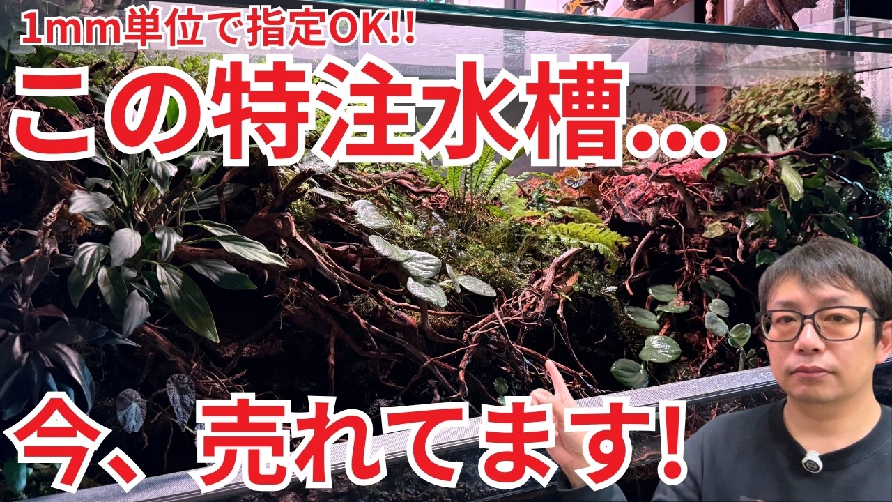 【2026年】このオーダーメイド水槽が売れています【木下裕人のアクアリウムラジオ #82】