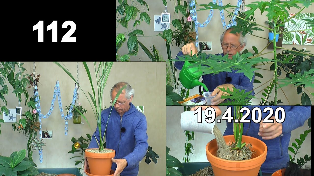 Dattel Palme umtopfen nach 4 Jahren seit der Keimung. Papay Baum und Anzucht Sämlinge