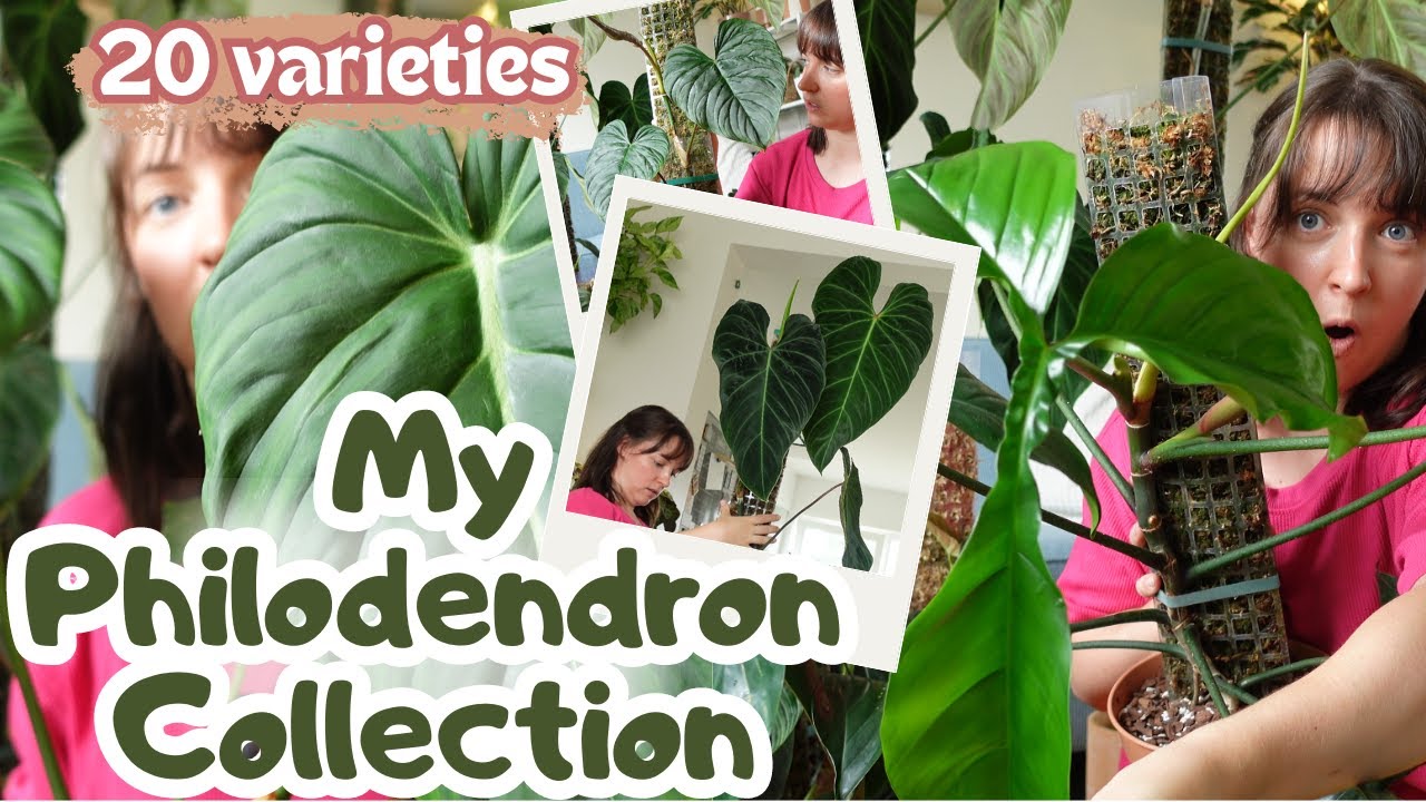 My Biggest Plants🌿My Philodendron Collection | Rare + Common | Big & Small 👀