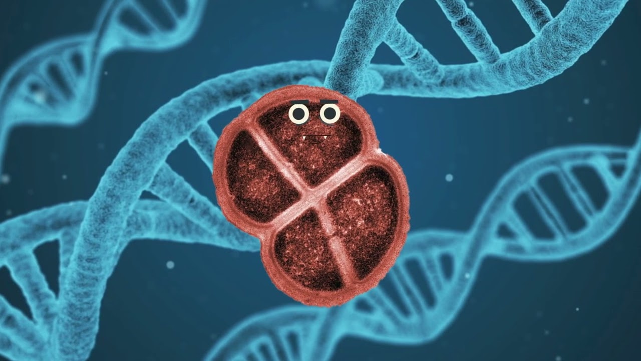 Deinococcus radiodurans