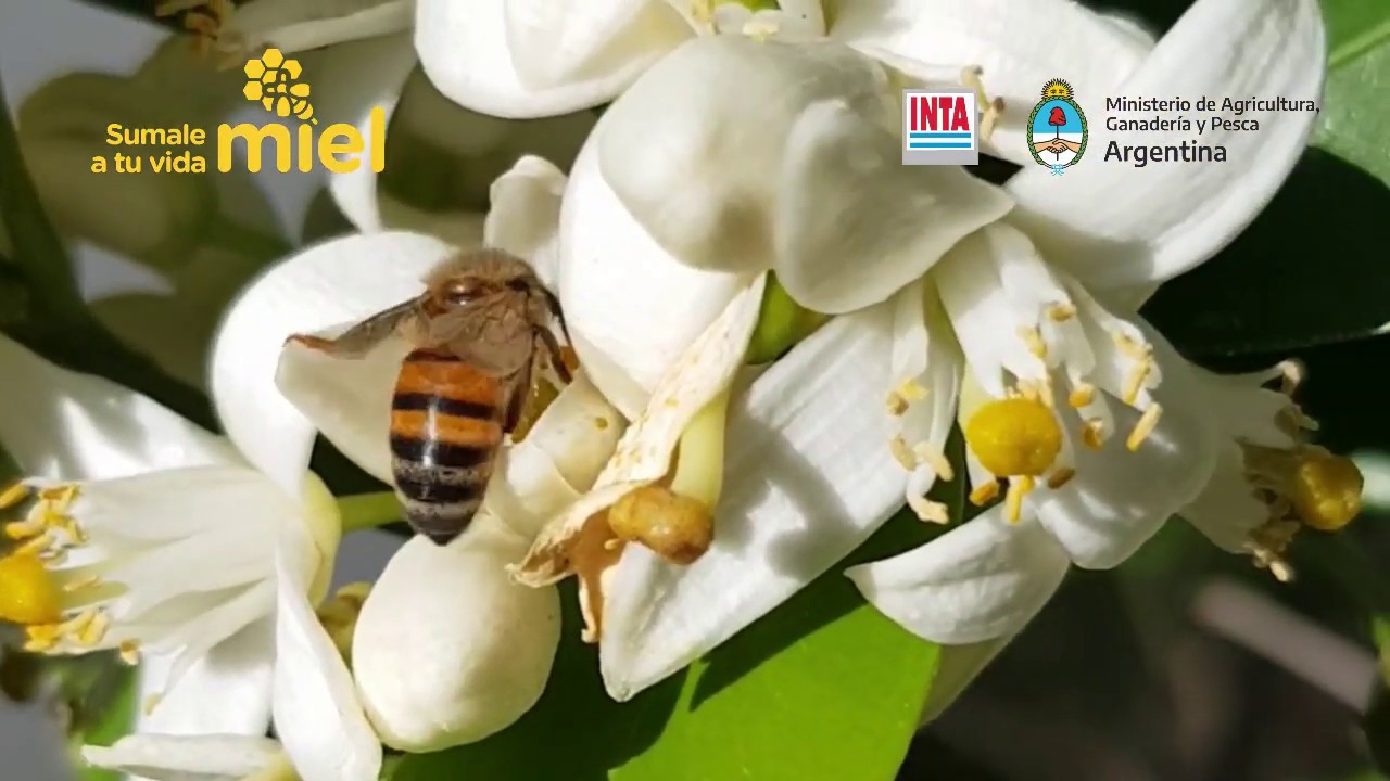 Flores para abejas - JulietaMerke
