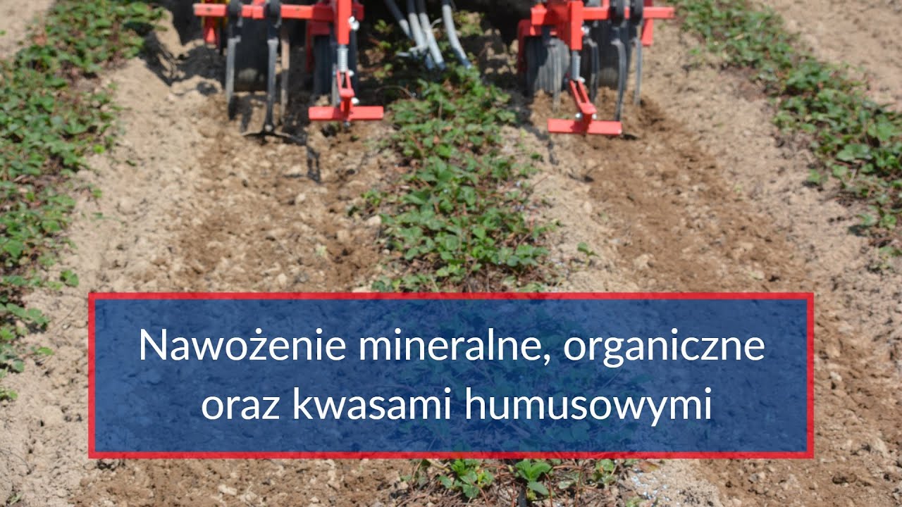 Stosowanie nawozu wieloskładnikowego na plantacji truskawek wiosną